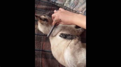 He was briefly unable to turn the filter off and required technical assistance. Cat has a scratch reflex - YouTube