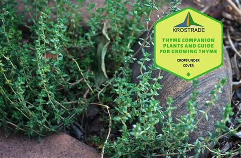 Planting lettuce next to companion planting for attracting good insects. Thyme Companion Plants And Guide For Growing Thyme - Krostrade