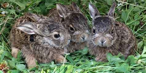 Digitaler druck meiner originalzeichnung blumenwiese 2 größe: Nachwuchs für die Osterhasen-Company (Bild vom Frühling) Foto & Bild | wald, wiese, feld Bilder ...