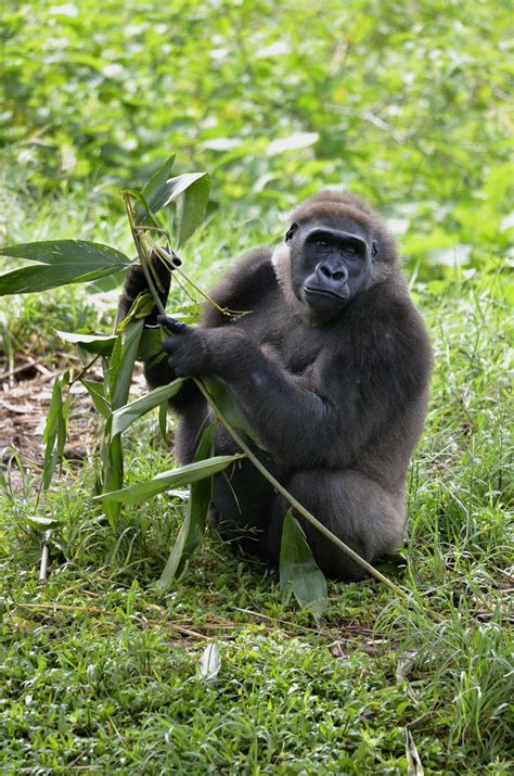 Uralte rituale, hypnotische klänge und tragbarer regen: Pygmäen in Kamerun: Im Regenwald lebt der Stamm der ...