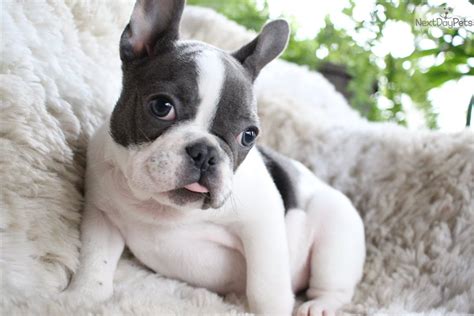 Moneletto french bulldogs, marietta ohio. Mini Zeke: French Bulldog puppy for sale near Akron ...