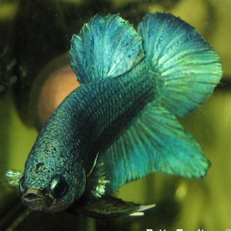 Maksud disebalik warna bunga ros. Maksud Grooming Ikan Laga | Cara Groom Ikan Laga