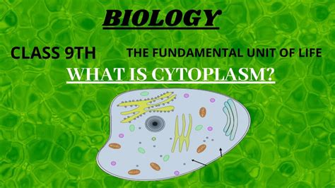 These microtubules assist in transport as well as helping to maintain the. WHAT IS CYTOPLASM?| CELL | SIMPLEST WAY TO LEARN | NCERT ...