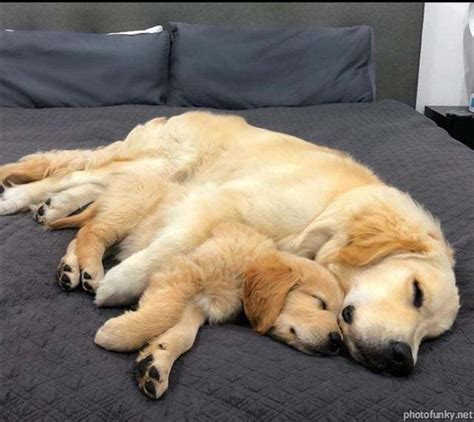 At ripley the dog we love all dogs but we especially love golden retrievers. chien chiot golden retriever Image, GIF animé