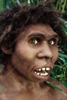 2 it was discovered in 1984 by kamoya kimeu on the bank of the nariokotome river. Turkana Boy model - Stock Image C014/6243 - Science Photo ...