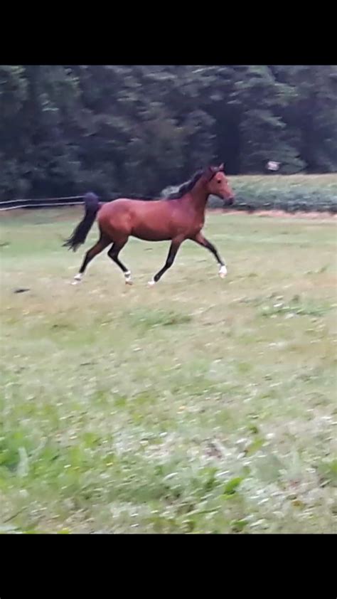 Stute decken lassen damit sie nicht zu groß bzw. Hengst decken lassen? (Pony, Fohlen, Stute)