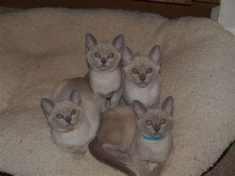 New york ohio oregon outside of the us pennsylvania south carolina south dakota tennessee texas utah mau european burmese exotic shorthair havana brown highland lynx himalayan japanese bobtail khao manee. Burmese Cats For Sale | Texas 249, TX #236332 | Petzlover