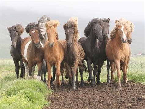 De ijslanders of ijslandse paarden worden al meer dan duizend jaar raszuiver gefokt. Het IJslands paard in de kijker | Nederlands Stamboek voor IJslandse Paarden