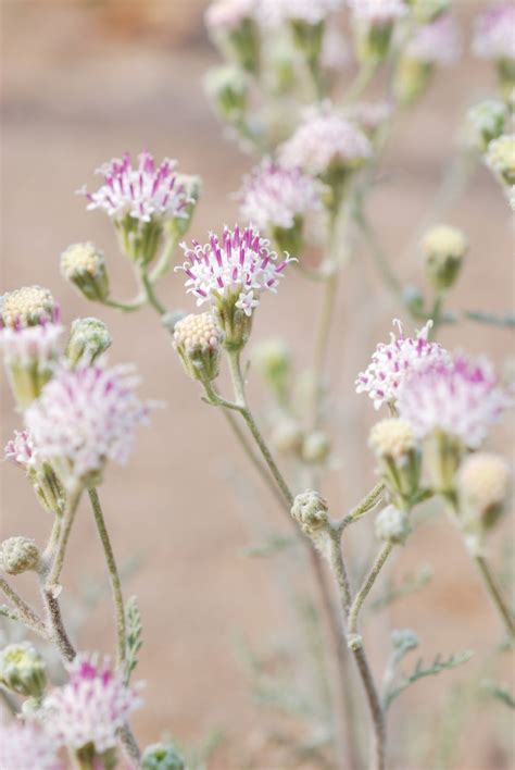 Maybe you would like to learn more about one of these? Central Oregon Wildflowers | Wild flowers, Central oregon ...