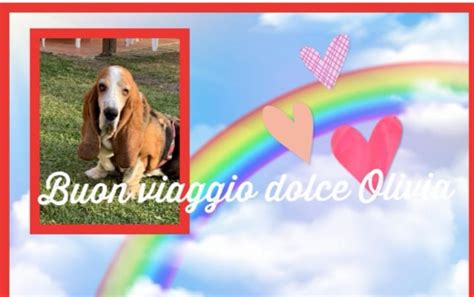 Kentuckiana boxer rescue (see kentucky). Bassethound Rescue Italia - Home | Facebook