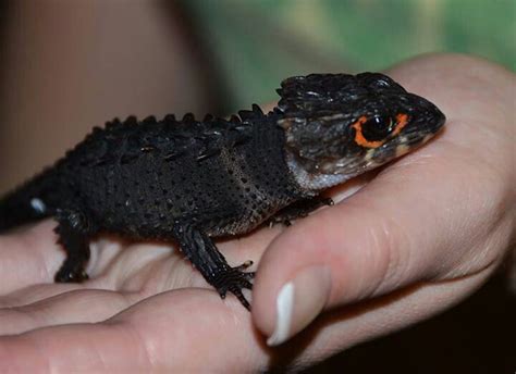 They do not make good pets and are only for expert keepers. Red Eyed Crocodile Skink | Red eyed crocodile skink, Cute ...