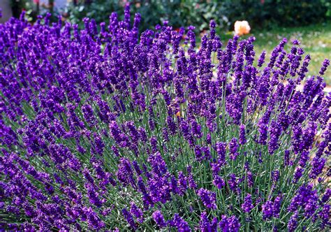 Officinalis, is a flowering plant in the family lamiaceae, native to the mediterranean (spain, france, italy, croatia etc.). LAVANDULA ANGUSTIFOLIA 'DWARF BLUE' - Lavendel