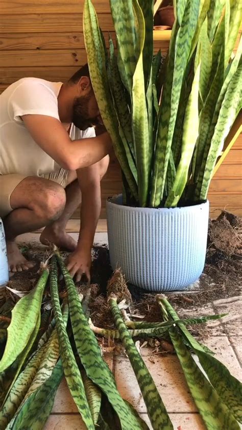 I'm actually doing that today in my gardens. Do you know how to replant? in 2020 | Replant, Cactus ...