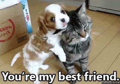 Maybe you would like to learn more about one of these? Your My Best Friend GIFs | Tenor