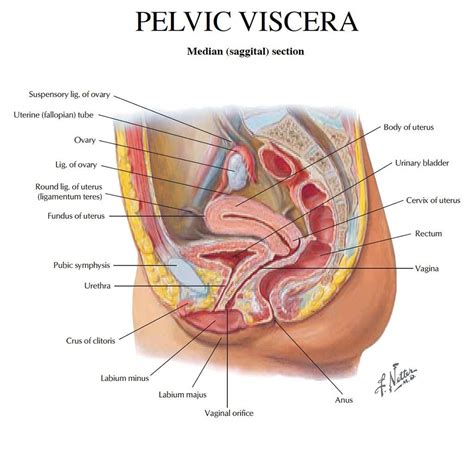 There are many organs of the pelvis. Female Anatomy: The Functions of the Female Organs (avec ...