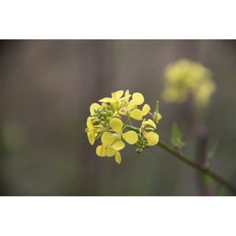 It contains vitamin e and vitamin k which nourishes your scalp and promotes your hair growth. Dry Hair Treatment With Canola Oil | Our Everyday Life