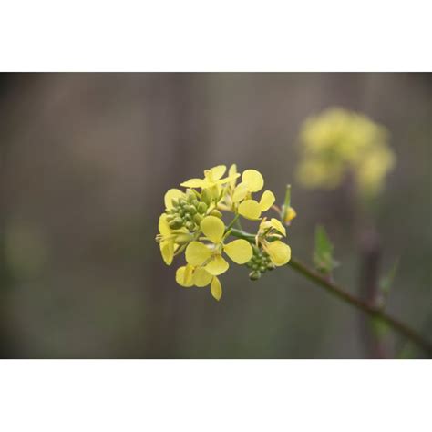 It contains vitamin e and vitamin k which nourishes your scalp and promotes your hair growth. Dry Hair Treatment With Canola Oil | Our Everyday Life