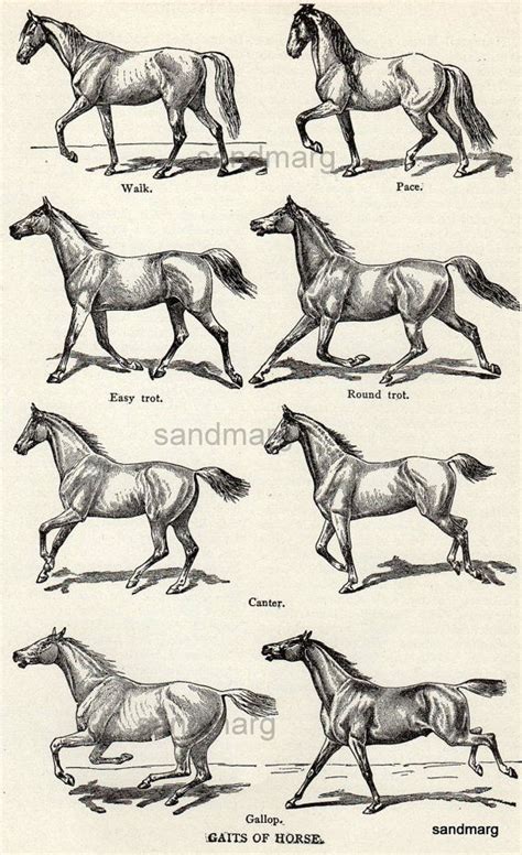 We did not find results for: Gait Chart of a Horse | Animal drawings, Horse illustration, Horse drawings