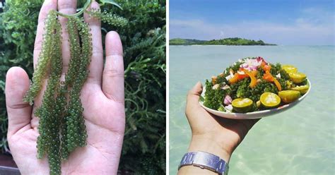 Berikut hanyalah beberapa khasiat yang terdapat dalam rumpai laut. 7 Khasiat Latok Viral, Juga Dikenali Sebagai Anggur Laut Asia