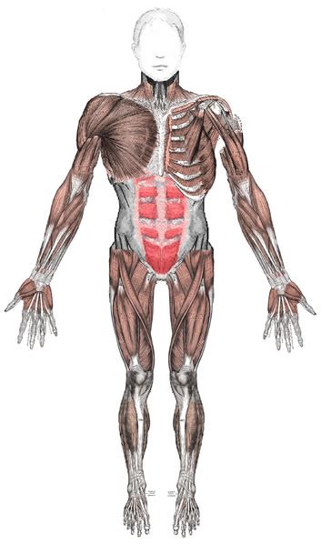 Anterior muscles in the body.this is a table of muscles of the human anatomy. Anterior Muscles Diagram - Human Body Pictures - Science ...