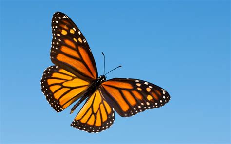 Butterflies are insects in the macrolepidopteran clade rhopalocera from the order in this gallery butterfly we have 67 free png images with transparent background. 12 Monarch Butterfly HD Wallpapers | Background Images ...