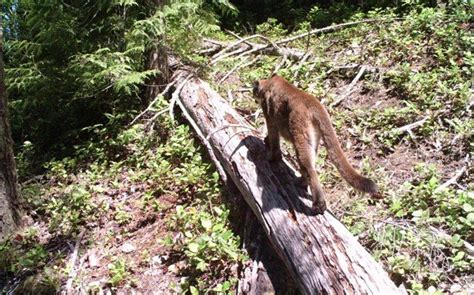 Daily updates for weather, traffic, news send me promotions, surveys and info from news 1130 and other rogers brands. Cougar spotted in Port Moody - NEWS 1130