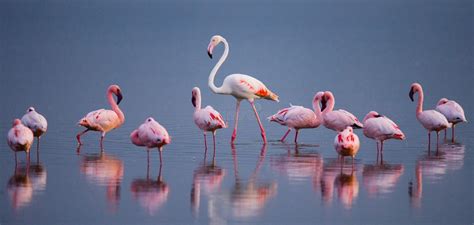 Regálase una estancia inolvidable y compruebe los mejores hoteles en nakuru, kenia. Flamingo's Op Het Meer Met Bezinning Kenia Afrika Nakuru ...