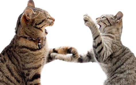 Buy bandages and wound dressings for cats including adhesive dressings and bandages and cohesive bandages. Cats With Cat Fight Wounds