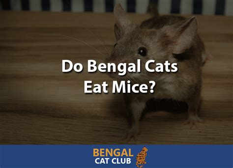 Every living creature is fine until outward signs of a disease process are exhibited. Do Bengal Cats Eat Mice? - Bengal Cat Club