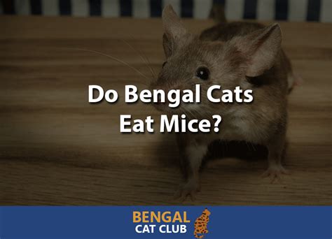 Every living creature is fine until outward signs of a disease process are exhibited. Do Bengal Cats Eat Mice? - Bengal Cat Club