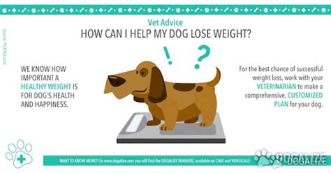 I think, its better, not to run to the hard fifthly, there are many supplements which helps dogs to lose weight. Preventing dog obesity and helping dog lose weight - Dogalize