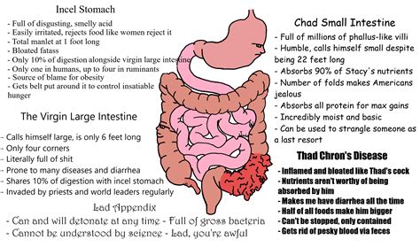 Where small and large intestine connect. Virgin Large Intestine vs Chad Small Intestine : ibs