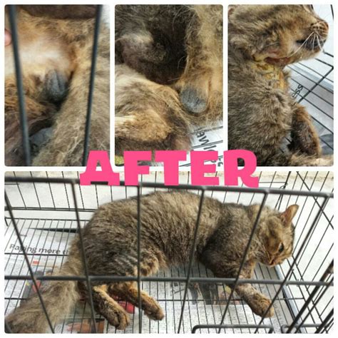 Many male cat owners don't neuter their cats because they think that since their cat won't have babies since there is so much cat overpopulation in the world, it's the job of a responsible cat owner to neuter, or castrate, their male cat. Neutering sponsorship for 1 male cat in Nilai (Noor Hafiza ...