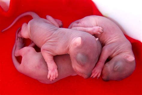 Happy squirrel cute squirrel squirrels squirrel humor funny squirrel pictures cute animal pictures cute funny animals cute baby animals nature animals. Baby Squirrels | These baby squirrels (approx 2 weeks old ...
