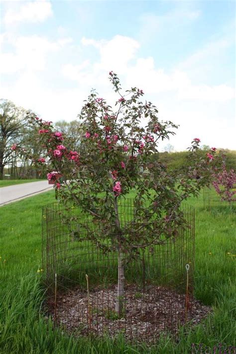 Why scarlet sentinel columnar apple trees? Scarlet Brandywine™ Crabapple - Malus 'Scbrazam' | Crab ...