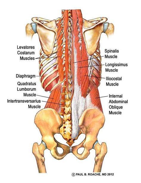 Lower back muscle diagram 12 photos of the lower back muscle diagram human muscle diagram. Yoga Anatomy Glues, Hamstrings, Adductors| Jason Crandell ...