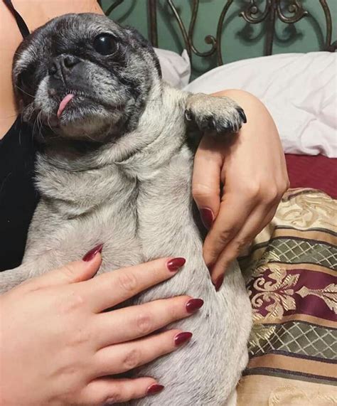 Check spelling or type a new query. Pin on Pug Queen