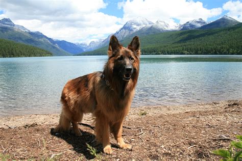 Today, gsds are not only considered as one of the most favorite household pets. German Shepherd Red and black long coat German Shepherd ...