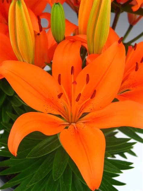 Today we will show you a technique on how to deadhead asiatic lilies, which will allow you to maintain the proper health of the flower. Orange Matrix Asiatic Lily | Plants4Home