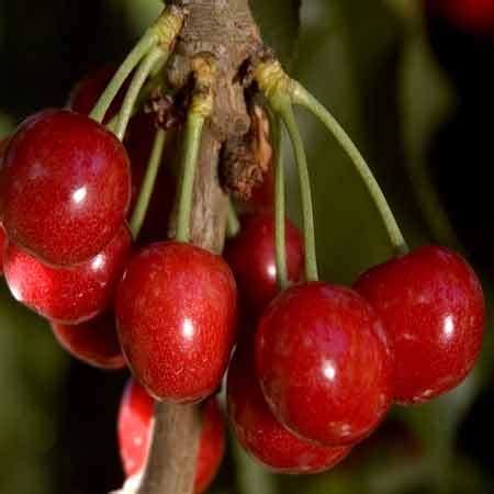 Suur puu, mis toodab magusaid kirsse, seda kasutatakse peamiselt tolmeldajatena. Buy Royal Lee Cherry Tree from Ty Ty Nursery