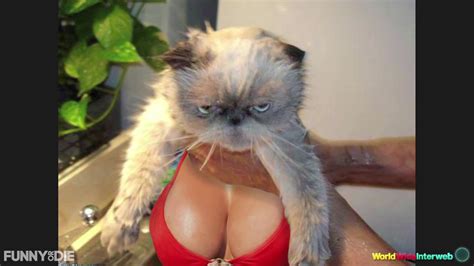 The word should soon carry across both sides of the atlantic.' independent. Cats With Boobs from World Wide Interweb