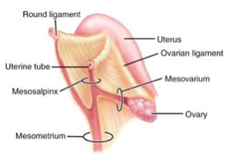 We'll go over the main differences and dive into the anatomy and function of the different parts of the female uterus. Anatomy - pelvic ligaments (Reproductive anatomy ...