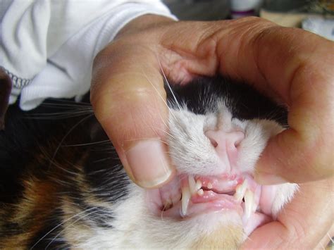 It may take up to 1 1/2 years! Tabby's missing front teeth | I decided to check my cat's ...
