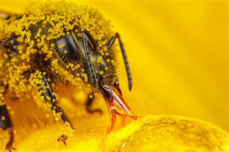 'you never stop learning about bees, they're just incredible'. Wallpaper : yellow, pollen, bees, hymenoptera, Fly, Bee ...