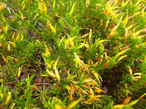 Any of several other australian shrubs with fruits said to be eaten by emus. Eremophila decipiens - Emu Bush | Gardening With Angus