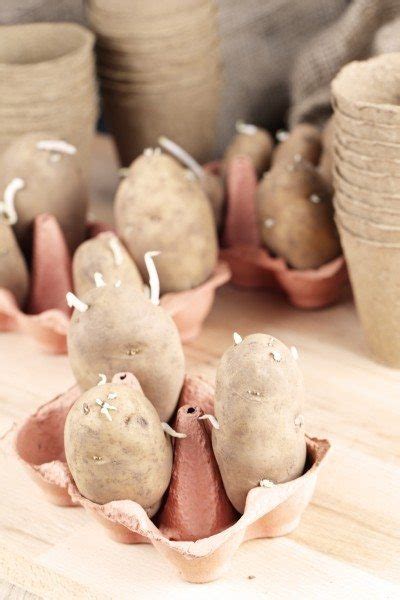 This process is called chitting and only takes a couple minutes to. Chitting Potatoes: How To Sprout A Potato For Early Planting