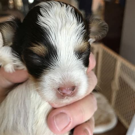 In the first week, their eyes are still developing underneath. Havanese puppies' eyes and ears open 12-15 days after ...