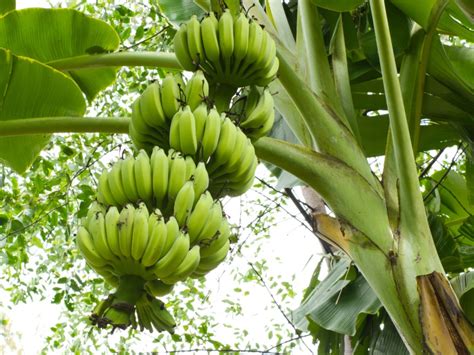 Selanjutnya ada pisang kepok yang merupakan pisang jenis abb, pisang kepok ini sangat tinggi akan kandungan patinya. Peluang Usaha Budidaya Pisang Dan Analisa Usahanya - Agrowindo