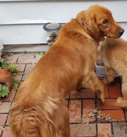 The white golden retriever puppies price set by any given breeder may also reflect gender, birth order, show quality versus pet quality puppies, markings. Golden Retriever puppy dog for sale in Mackville, Kentucky