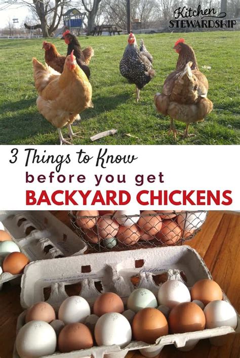 Through diet, you can not only. Want Backyard Chickens? Here Are 3 Things You Need to Know ...